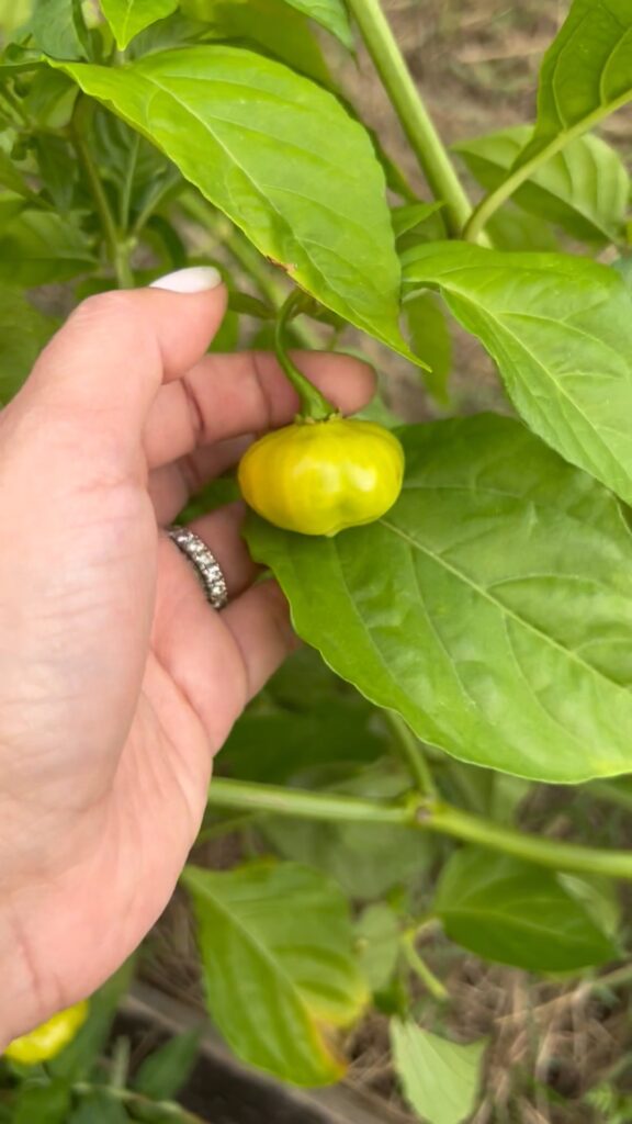 Garden Vegetables