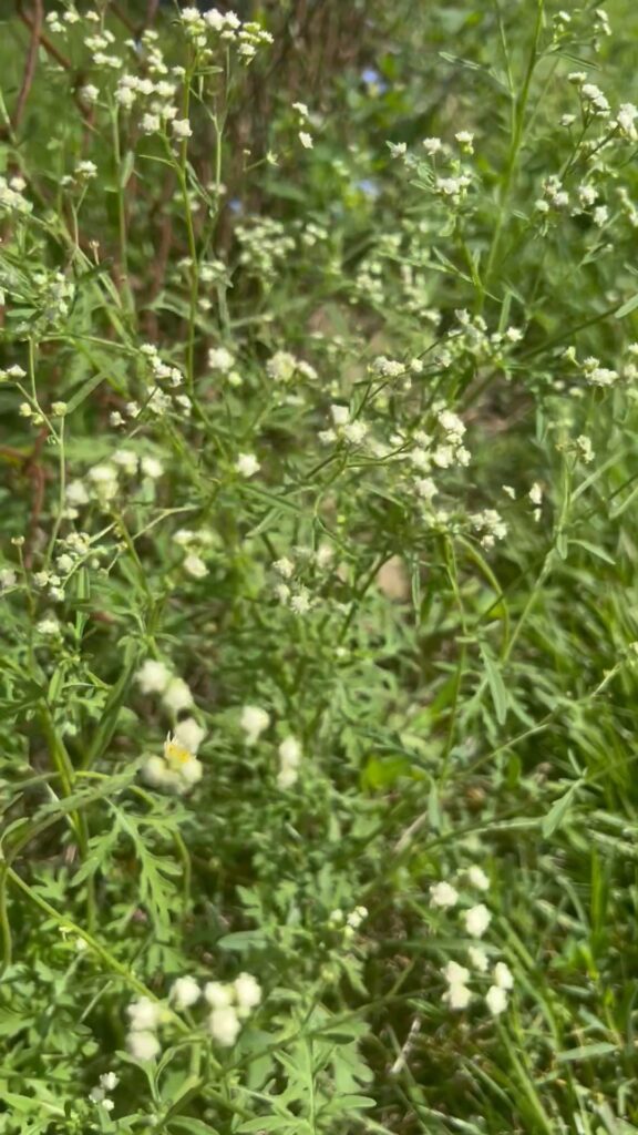 Wild Flowers